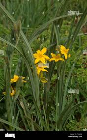 Image result for Hypoxis rigidula