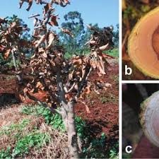 Image result for Englerina woodfordioides