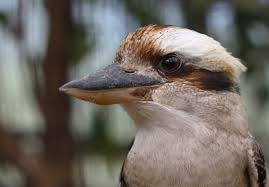 Kookaburra, Laughing Ko ...