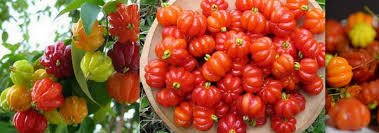 Filter it in a bottle. 10 Amazing Health Benefits Of Garden Egg Leaves Finelib Com