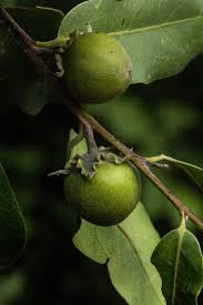 Image result for Diospyros mespiliformis