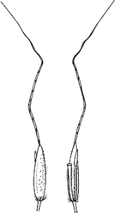 Image result for Capillipedium