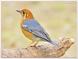Orange Headed Thrush Bird Animals Birds