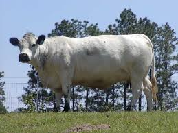 Black And White Cow Breeds Uk Pin By Hampton Feed Lot Inc On Animals Raising Cattle Animals Cattle
