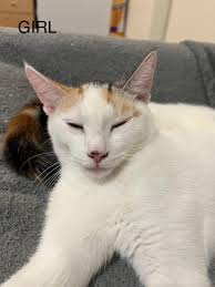 Kitten available for adoption in Lake County, California