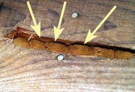 How to getting rid of carpenter bees. Carpenter Bees Nc State Extension Publications