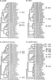 Image result for Wolffiella repanda