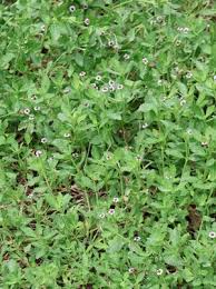 Image result for Phyla nodiflora