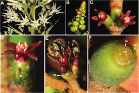 Image result for Loranthaceae