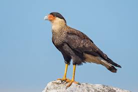 Kara Kara Bird Southern Crested Caracara Wikipedia Animals Bald Eagle Birds Of Prey