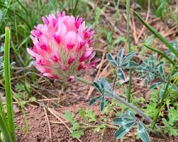 Image result for Trifolium masaiense