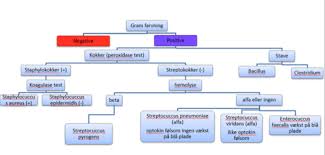 Learn vocabulary, terms and more with flashcards, games and other study tools. Kokker Gram Positive Stave Gram Positive Kokker Og Stave Gram Negative Ov Igennem Flashcards Quizlet