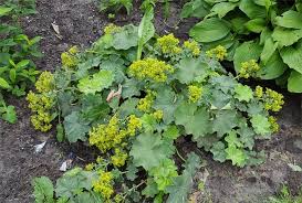 Der weiche frauenmantel alchemilla mollis ist die häufigste im garten gepflanzte art der gattung alchemilla. Frauenmantel Verwendung Wirkung Und Anbau
