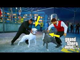 Yavru Pitbull Terminator Buyuyor Ve Yetiskin Oluyor Gta 5 Youtube