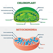 Chloroplast Vs Mitochondria Vector Illustration In 2020 Mitochondria Biology Diagrams Biology Notes