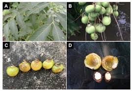 Image result for Sapindus