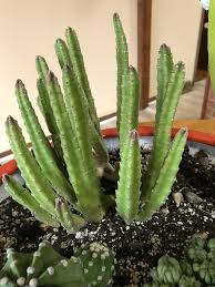 Maybe you would like to learn more about one of these? Stapelia Leendertziae Black Bells Carrion Flower Maroon Cup Starfish Star Flower North Carolina Extension Gardener Plant Toolbox
