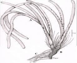 Image result for Enhalus acoroides