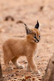 Baby caracal (african lynx) in wildlife sanctuary in namibia. Caracal Kitten 5274 Cute Animals Cute Baby Animals Caracal Kittens