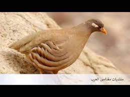 مشاهدة عمرك سمعت صوت ارنب بري ولو عجبك الفيديو لا تنسى الاشتراك في القناه mp3. ØµÙˆØª Ø§Ù„ØµÙØ±Ø¯ Youtube