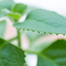 Image result for Coleus amboinicus