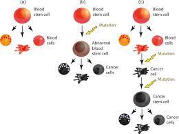 Cancer Stem Cell An Overview Sciencedirect Topics