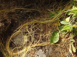 Image result for Cuscuta planiflora