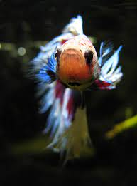 Betta fish are carnivores that eat insects and insect larvae. How Long Can A Betta Survive Without Food Fish Care