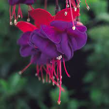 In hotter climates protect from the afternoon sun. Fuchsia Dollar Princess Hardy J Parker Dutch Bulbs