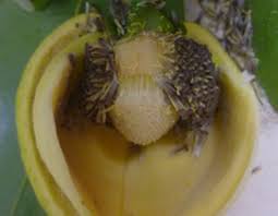 Video tentang cara pendebungaan bunga durian belanda / sirsak bagi dapat berbuah. Teknologi Muricata Shaker Bantu Pendebungaan Durian Belanda