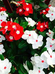 Inflorescence is a cluster of flower heads under ½ with pearly white bracts surrounding small flowers. Red And White Flowers