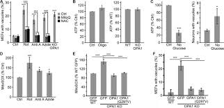 Don't post other models/agencies here! Loss Of Mitochondrial Function Impairs Lysosomes Journal Of Biological Chemistry