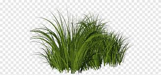Maybe you would like to learn more about one of these? Lawn Shrub Herbaceous Plant Landscape Png Pngegg