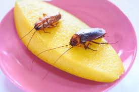 All About Baby Cockroaches Cockroach Nymph Guide Bug Lord
