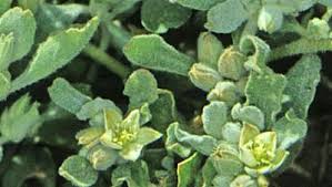 Image result for Glinus lotoides