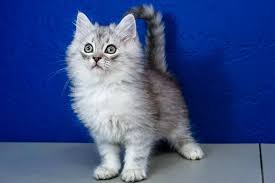 Black And Grey Tabby Kittens For Sale Icicle Silver Tabby Male Ragamuffin Kitten Ragdoll Kittens For Sale Near Me Buy Ragdoll Kitten Ragdoll Kittens For Sale Kitten For Sale Ragdoll Kitten