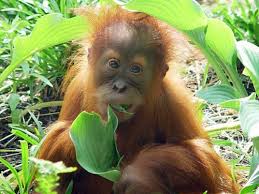 Nanggroe aceh darussalam, both in and outside national. Sumatran Orangutan Saint Louis Zoo