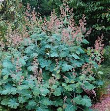 Image result for Macleaya