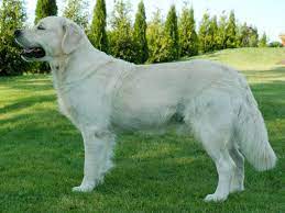 elit yavru golden retrieverirkinin ozellikleri bakimi beslenmesi ve egitimi http www elityavru com kopek irklari golden retri kleine honden honden dieren