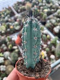 Image result for Pycreus aethiops