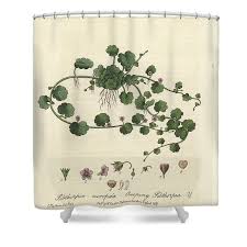 Image result for Sibthorpia europaea