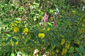 Image result for Crotalaria capensis