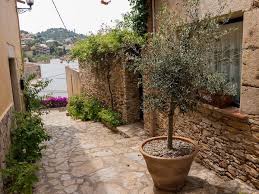 Einen Olivenbaum Umtopfen So Macht Ihr Es Richtig Olivenbaum Olivenbaum Pflege Mediterraner Garten