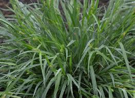 Image result for Oxyrhachis gracillima