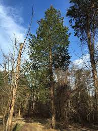 We are family owned and operated and have been serving winnipeg and the. Eastern Red Cedars Lincoln Landscaping