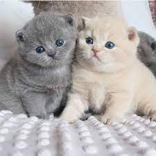 Follow Channel83x Tag Your Friends Dog Cat Cutedog Cutecat Fun Cute Doglover Doglife Catsofinstagram In 2020 Cute Baby Cats Baby Cats Kittens Cutest