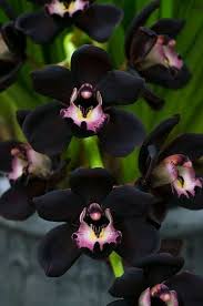 Orchideenarten Die Sie Erstaunen Inspirieren Wortlos Lassen Schwarze Orchidee Orchideenarten Orchideen