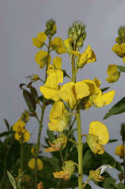 Image result for Crotalaria micans