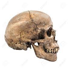 Scale bar indicates 50 mm. Human Skull On Isolated White Background Side View Stock Photo Picture And Royalty Free Image Image 37441440