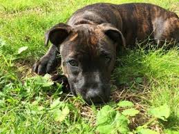 Reunited Puppy Brindle Staffy Belfield Sydney Nsw 2191 Staffy Dog Brindle Staffy Brindle